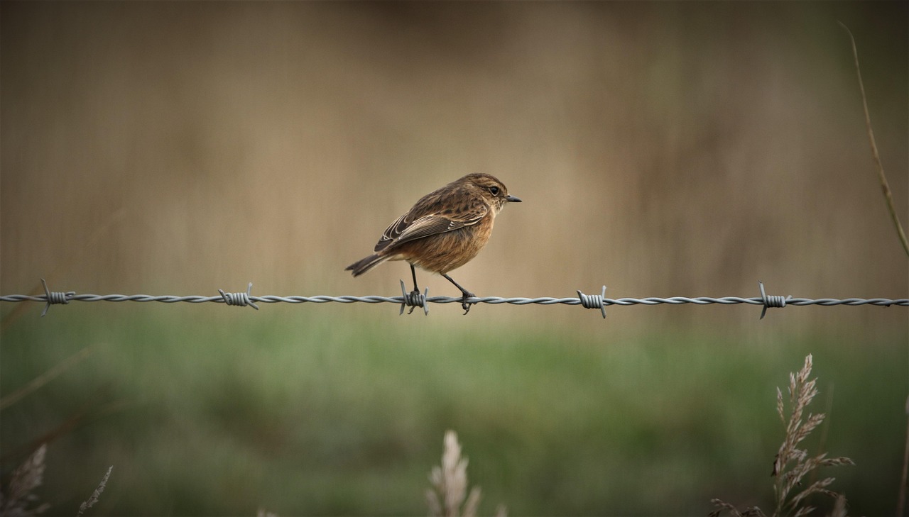 stonechat, bird, animal, siberian stonechat, asian stonechat, wildlife, barbed wire, nature, perched