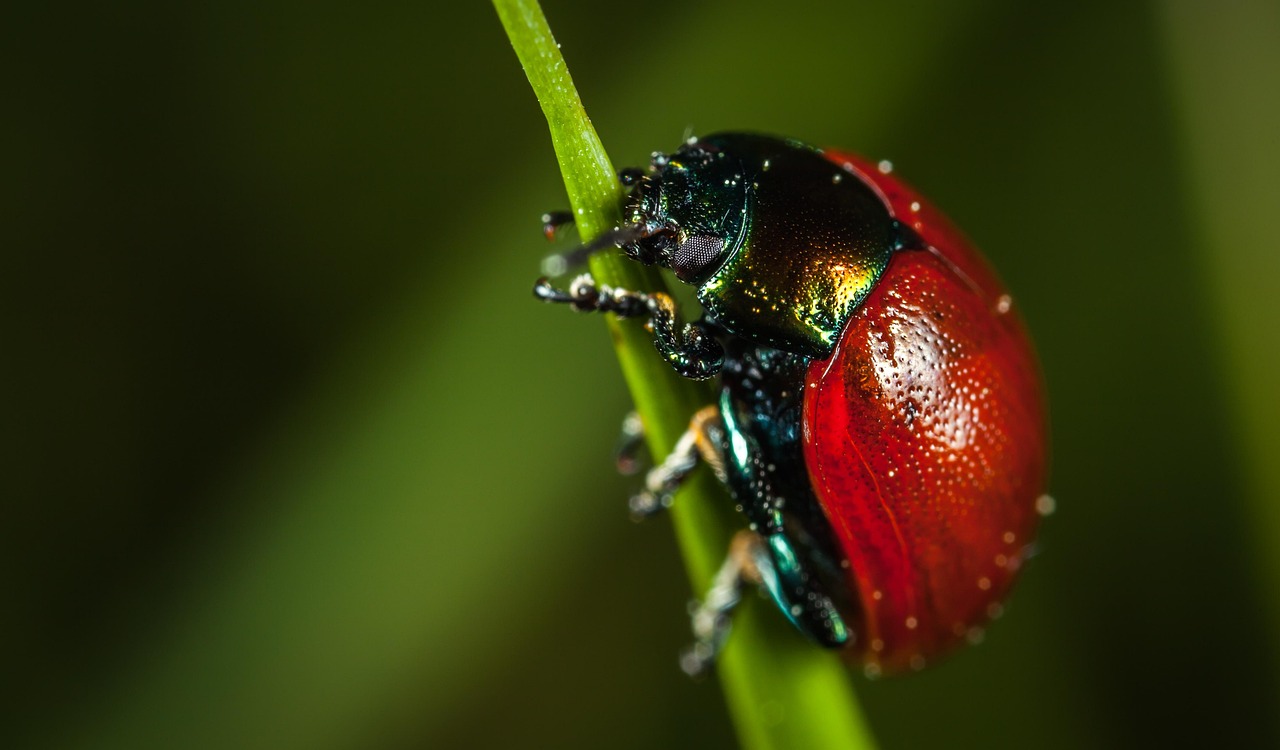 nature, no one, insect, beetle, macro, the leaf beetle