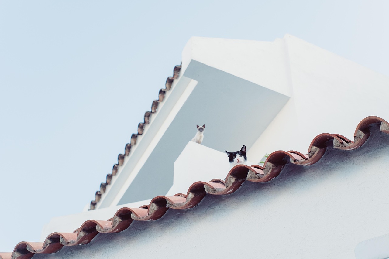 cat, city, roof, look at, watch, animals, mallorca