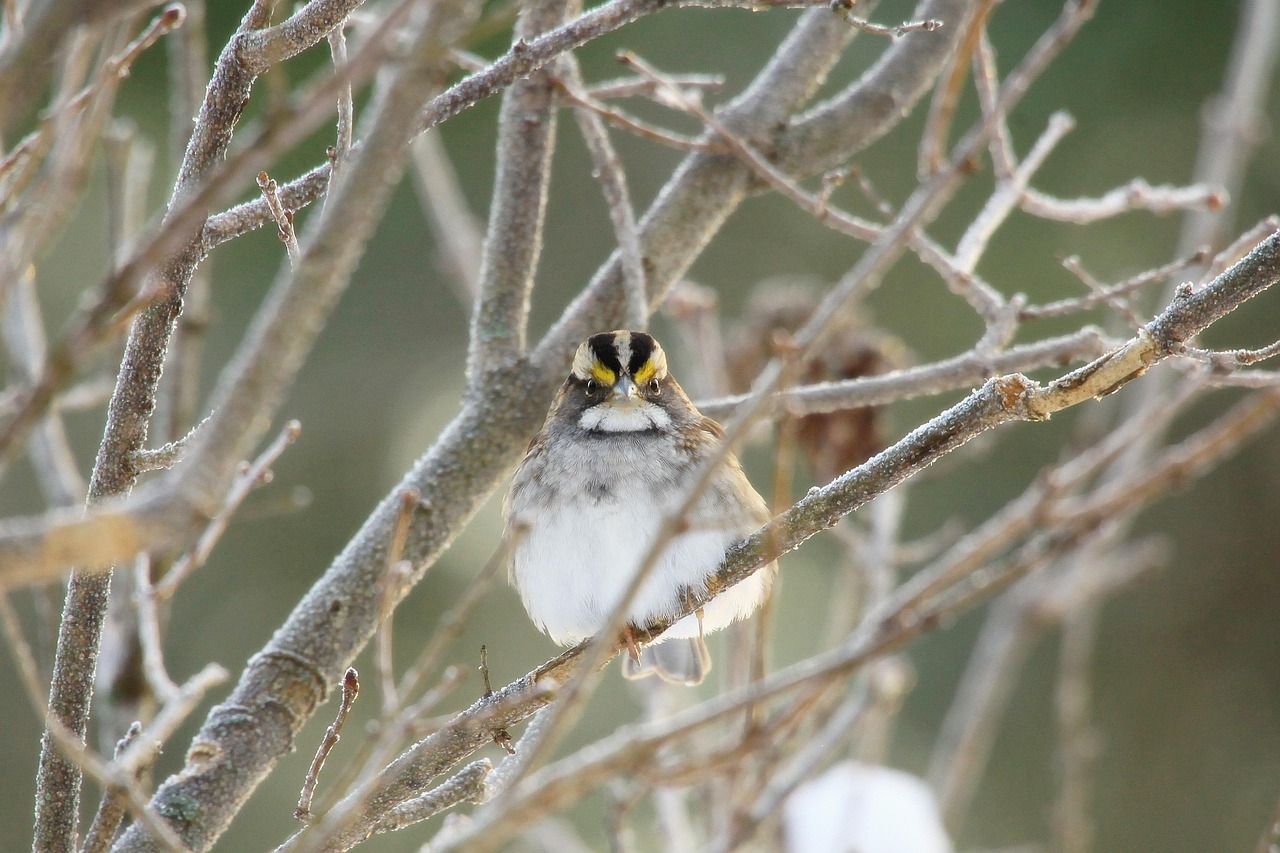 song bird, bird, sparrow, ornithology, winter, nature, feathers, cold