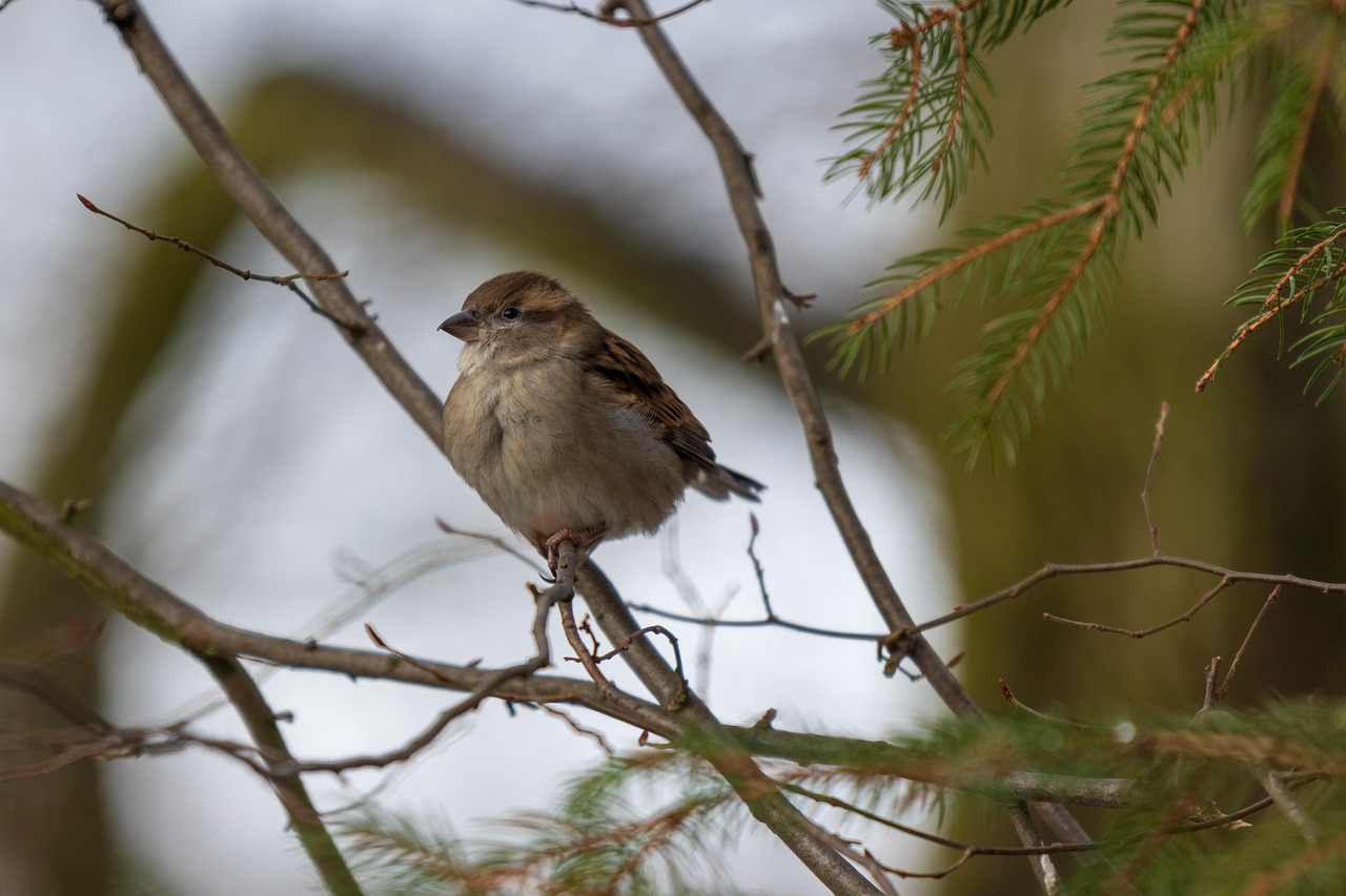 sperling, sparrow, house sparrow, bird, nature, animal, passer domesticus