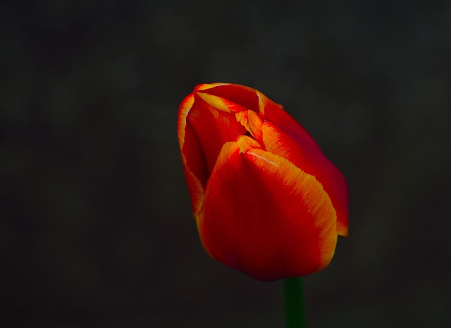tulip, spring flower, bloom, niagara parks, ontario, flora, macro