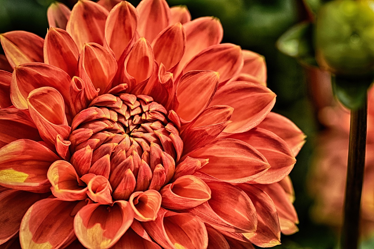 dahlia, flower, bloom, blossom, petals, dahlia petals, flora, plant, close up, nature