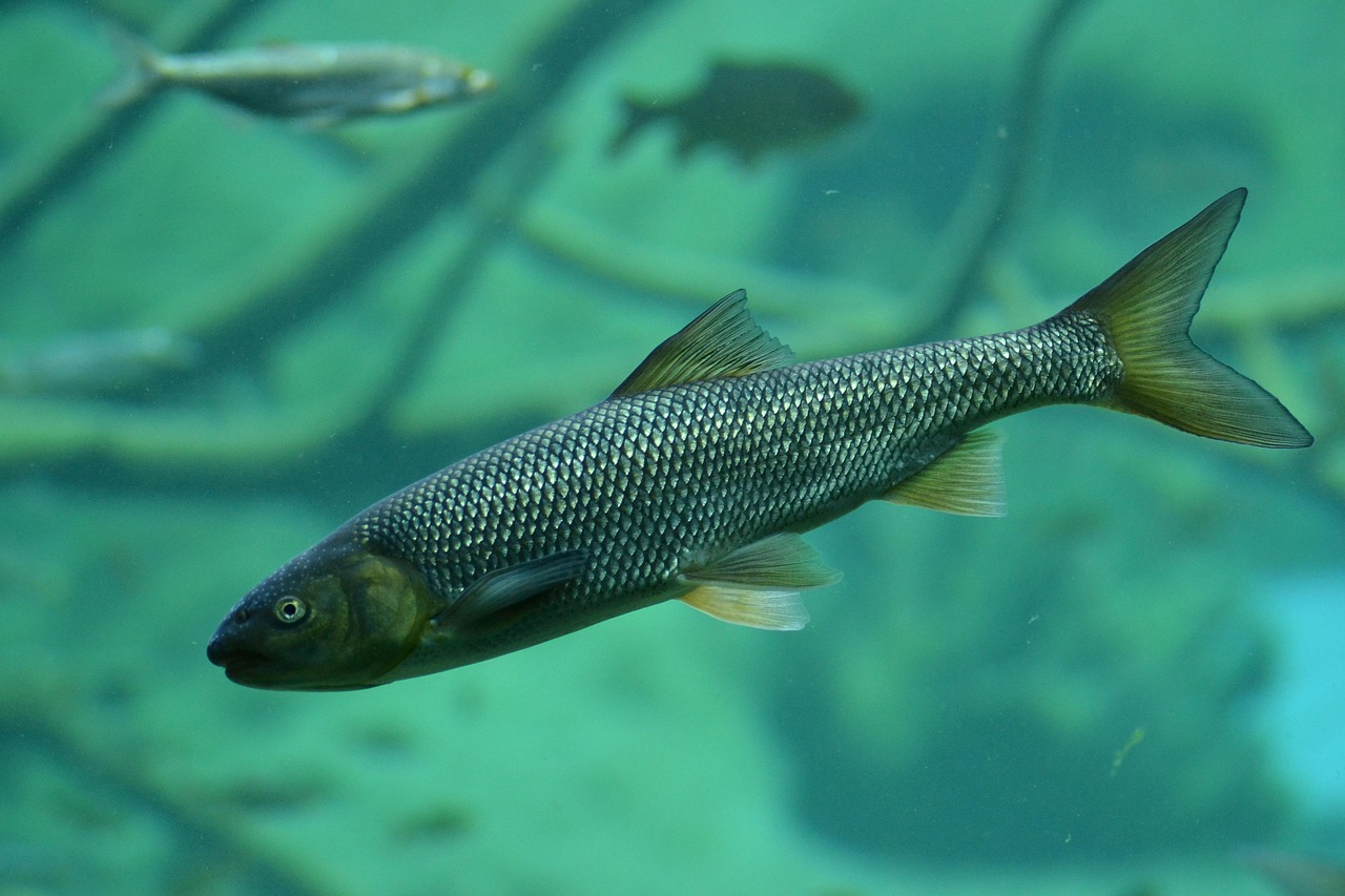 brown trout, trout, fish, pond, nature, lake