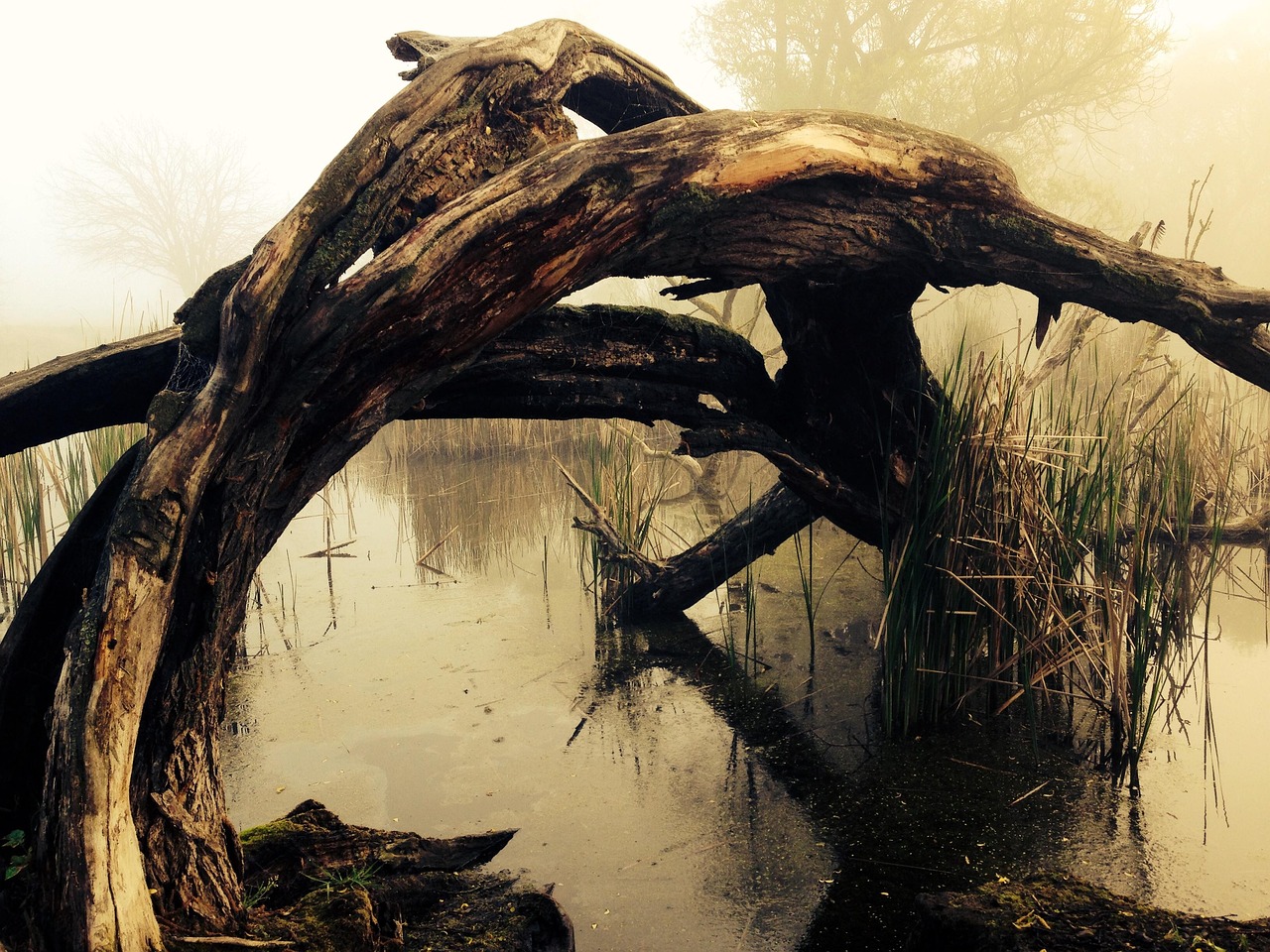 marshland, tribe, lake, bark, tree, nature, wood, mood, fog, old, morass, moor, swamp