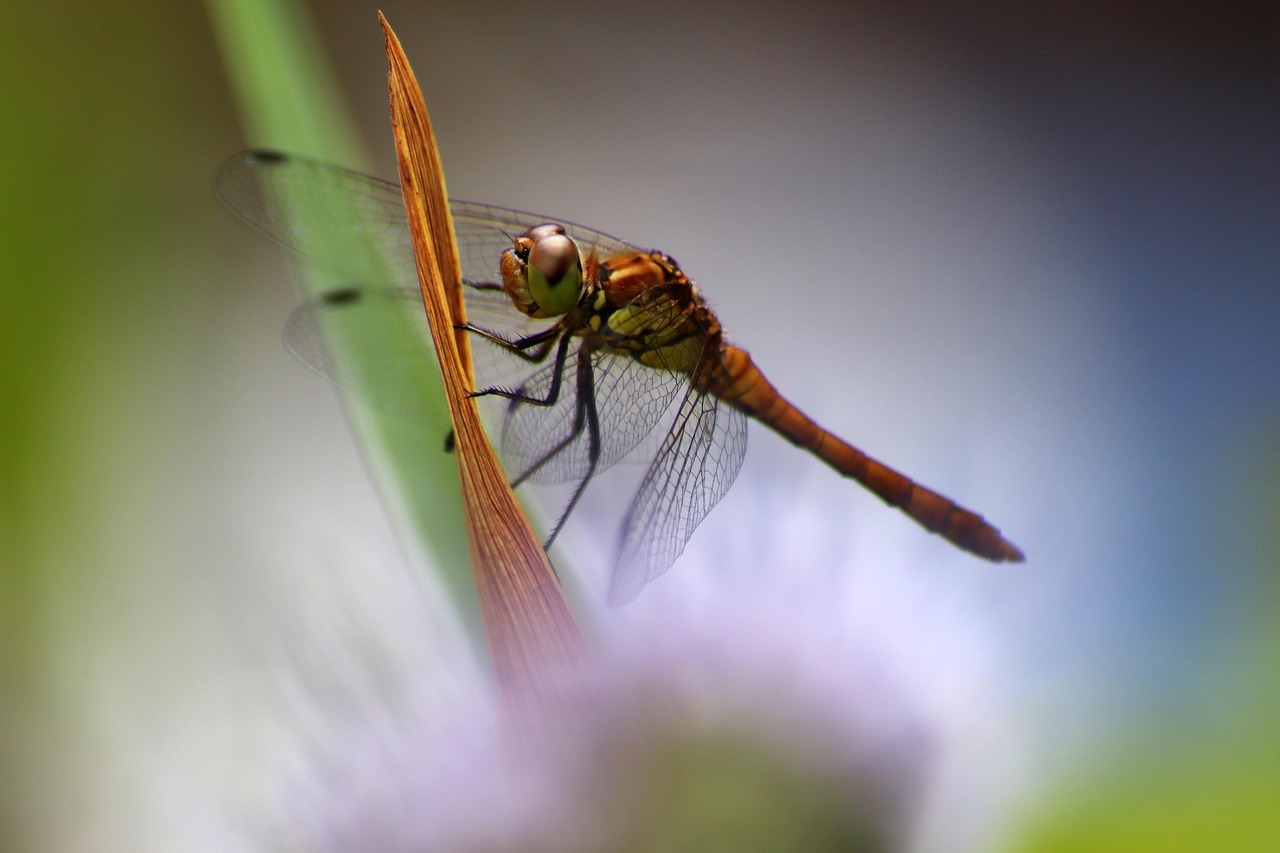 swamp heath dragonfly, dragon-fly, heidelibelle, insect, close up, macro
