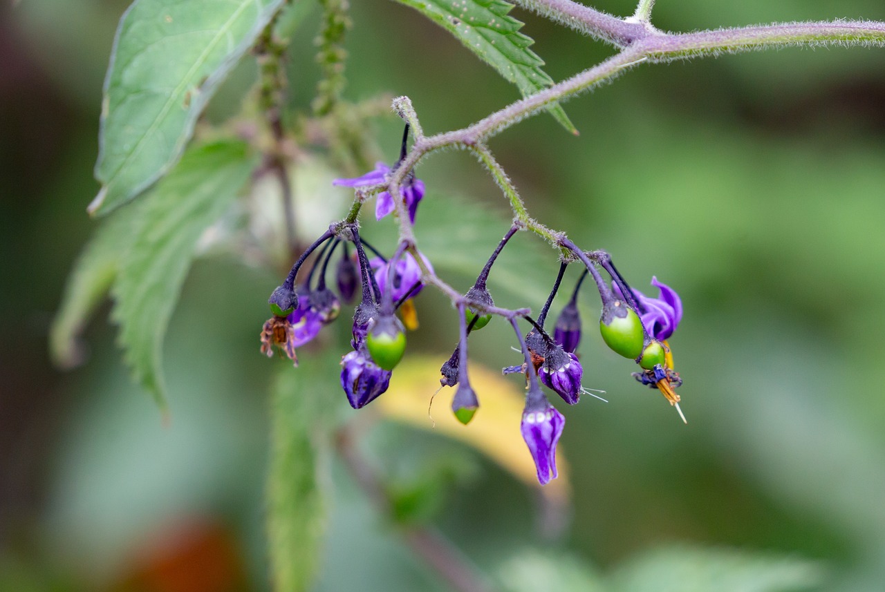 wild flower, scarlet berry, solanum dulcama, bittersweet nightshade, bitter nightshade, blue bindweed, amara dulcis, climbing nightshade, fellenwort, felonwood, poisonberry, poisonflower, nightshade, purple flowers