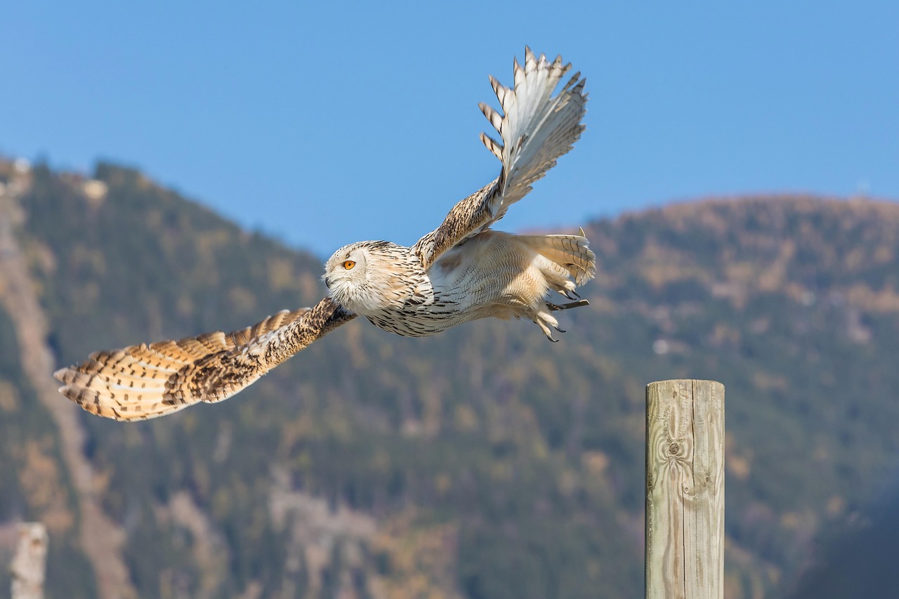 rasputin, uhu, adler arena, landskron, carinthia, raptor, heaven, flugshow