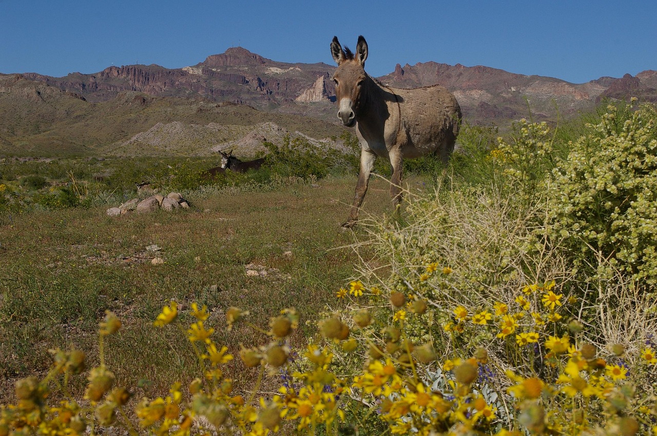 donkey, burro, wild donkey, wild burro, wild, rural, desert, grass, nature, flowers, mountains, blue sky, colors, beauty, jackass, arizona, curious