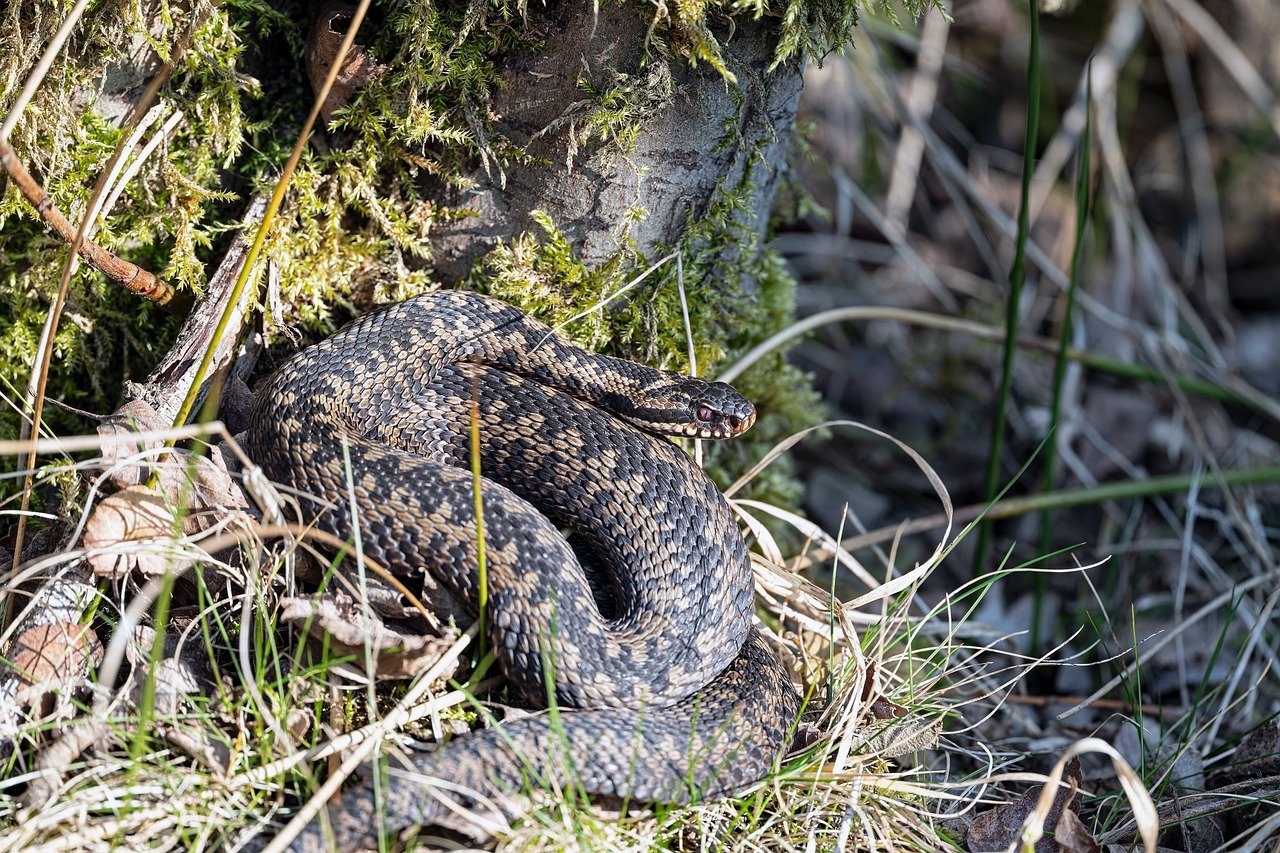 adder, line, nature, reptile, animal, poisonous, viper, grass, dormant, close up, vipera berus