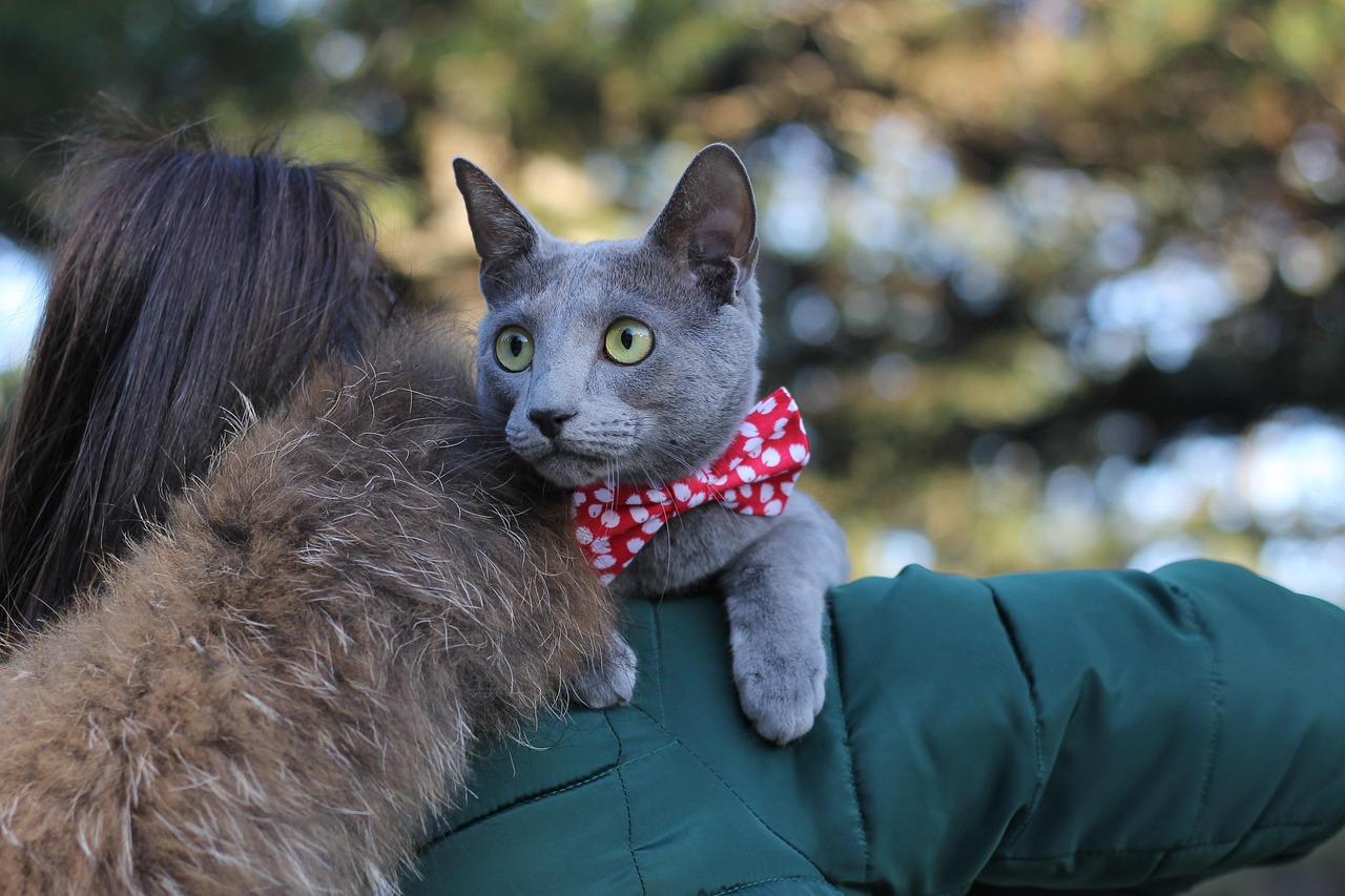 cat, pet, pets, bowtie, blue, russian, girl, love
