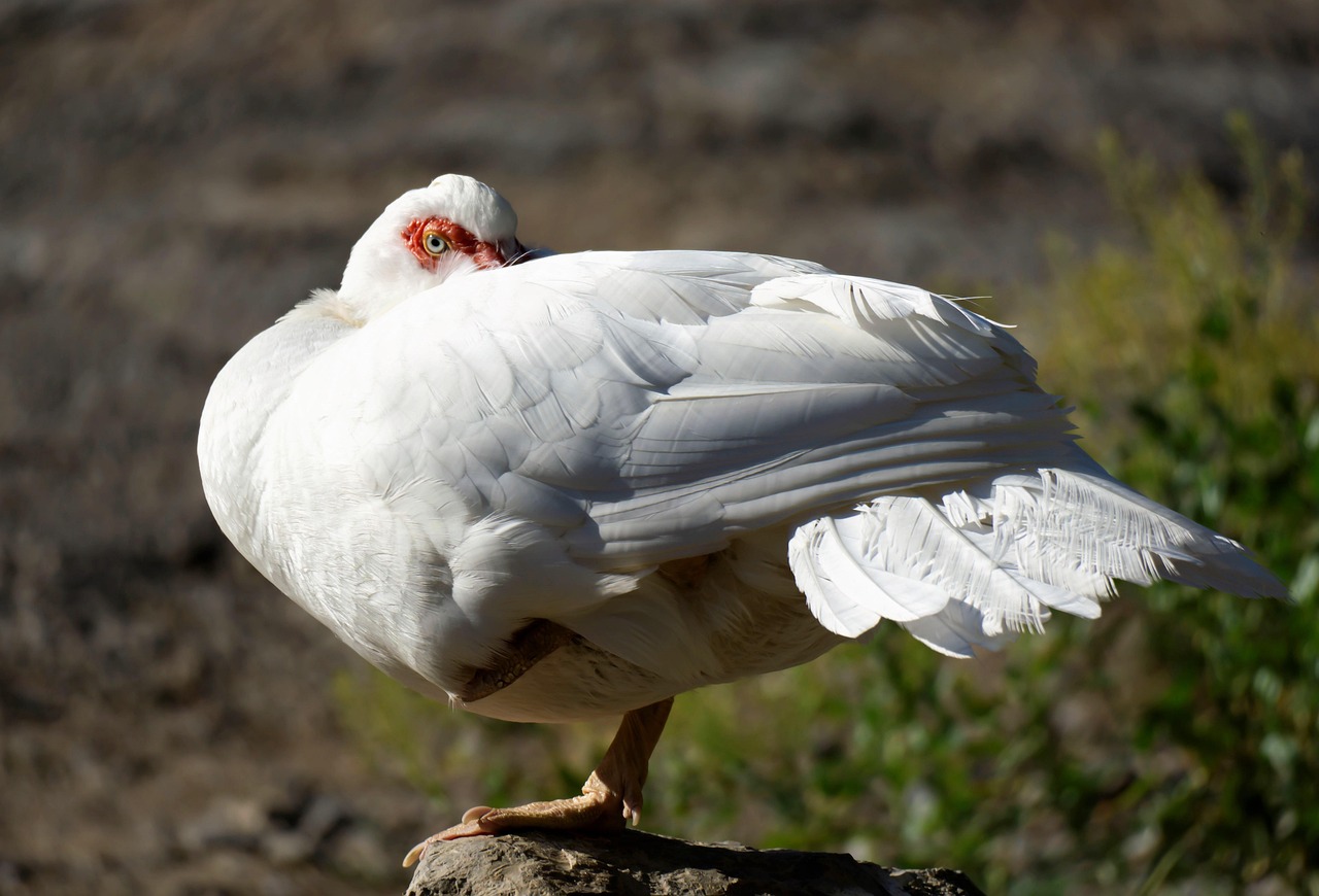duck, bird, waterfowl, domestic duck, water bird, aquatic bird, animal, ornithology, plumage, avian, nature, fauna