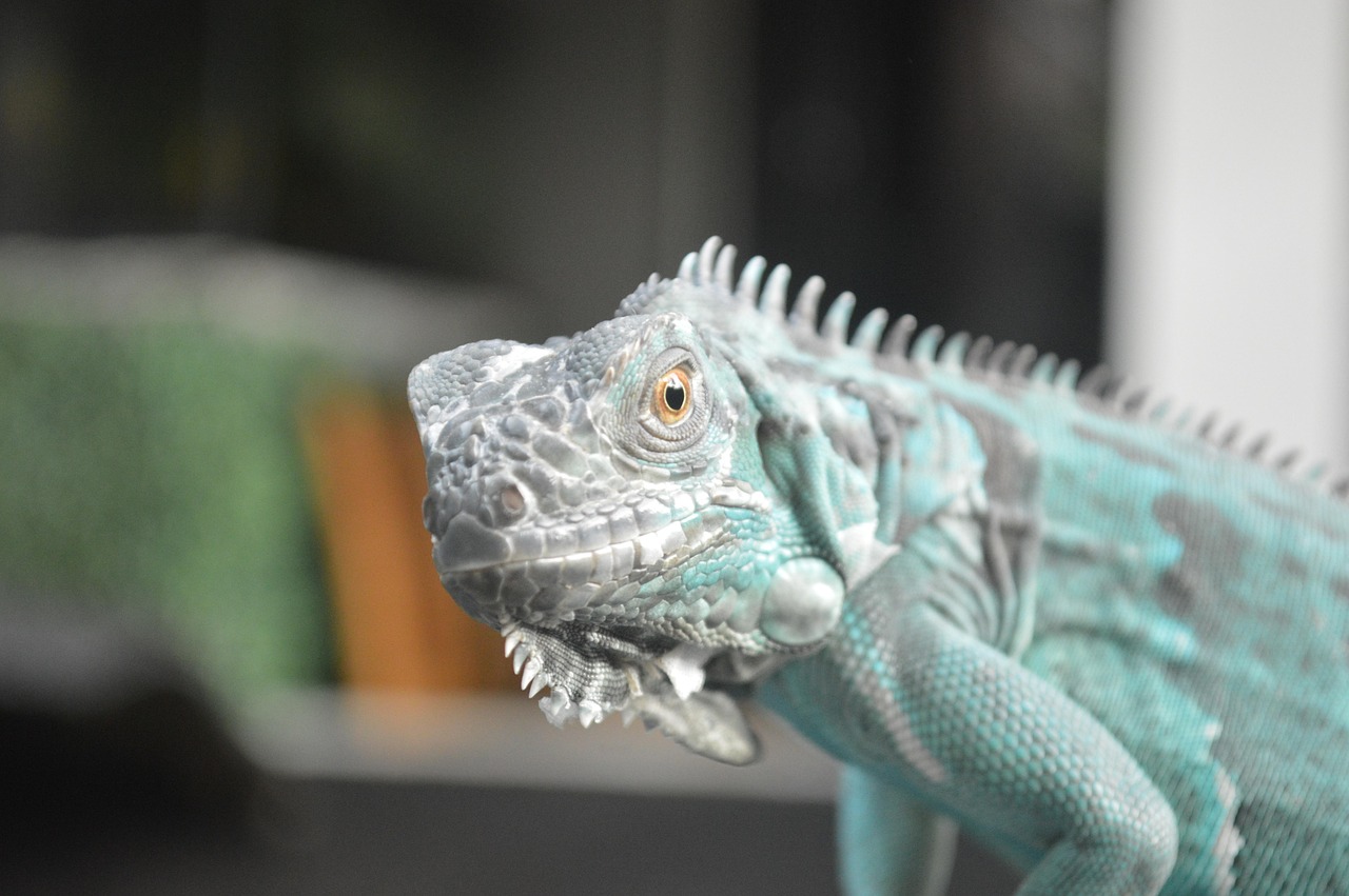 iguana, reptile, wildlife, wild, kadal, animal