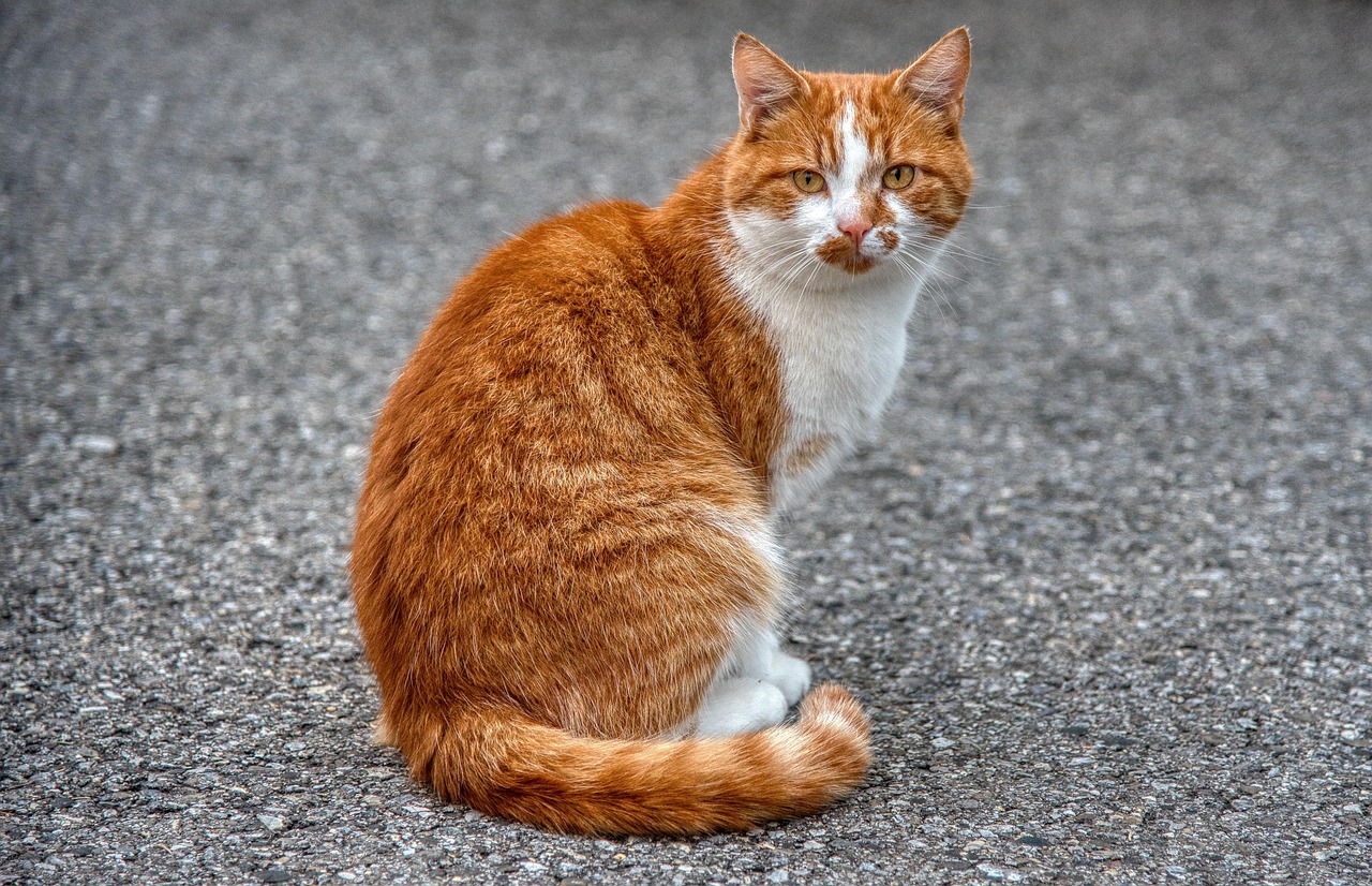 cat, red, piebald, to sit, asphalt, eye contact, animal portrait
