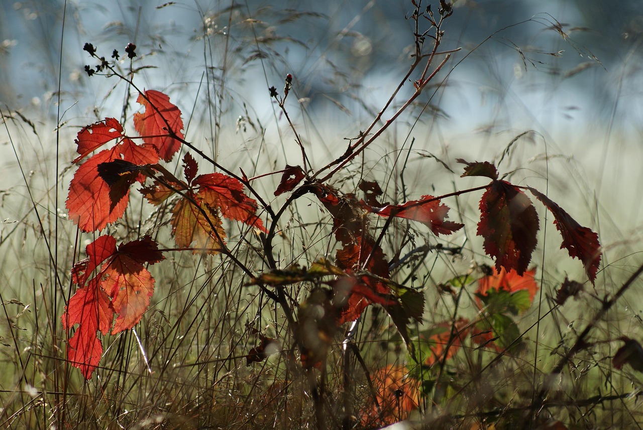 fall, tree, smaller tree, nature, beech, sucker, red, glade, meadow, golden autumn, multicoloured, coloured