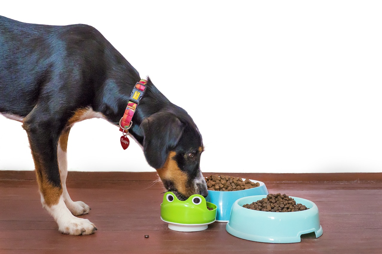 dog, pet, food, bowl, kibble, paws, treat