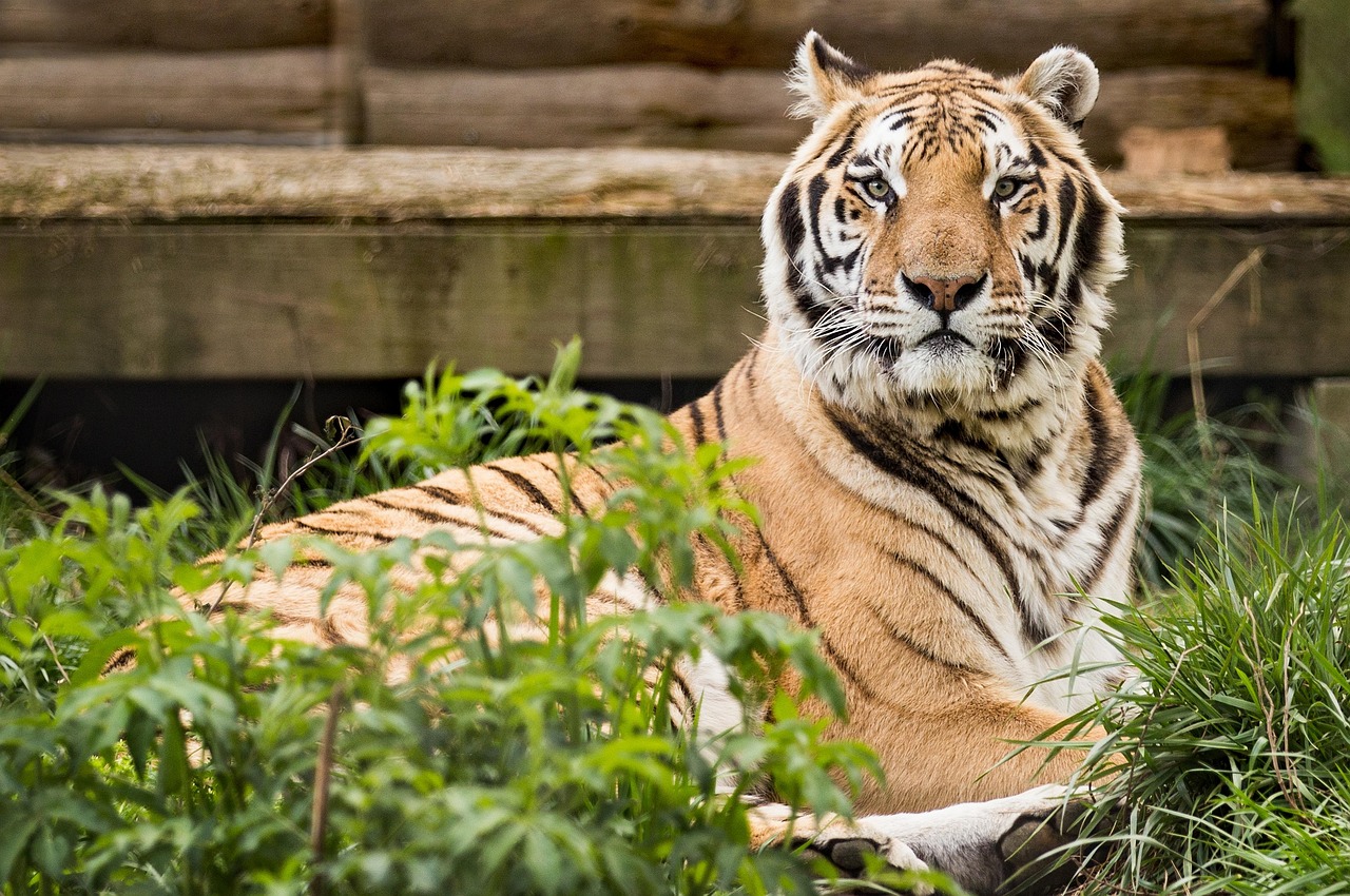 tiger, rescue, carolina tiger rescue, pittsboro nc, animal, wildlife, cat, brown tiger