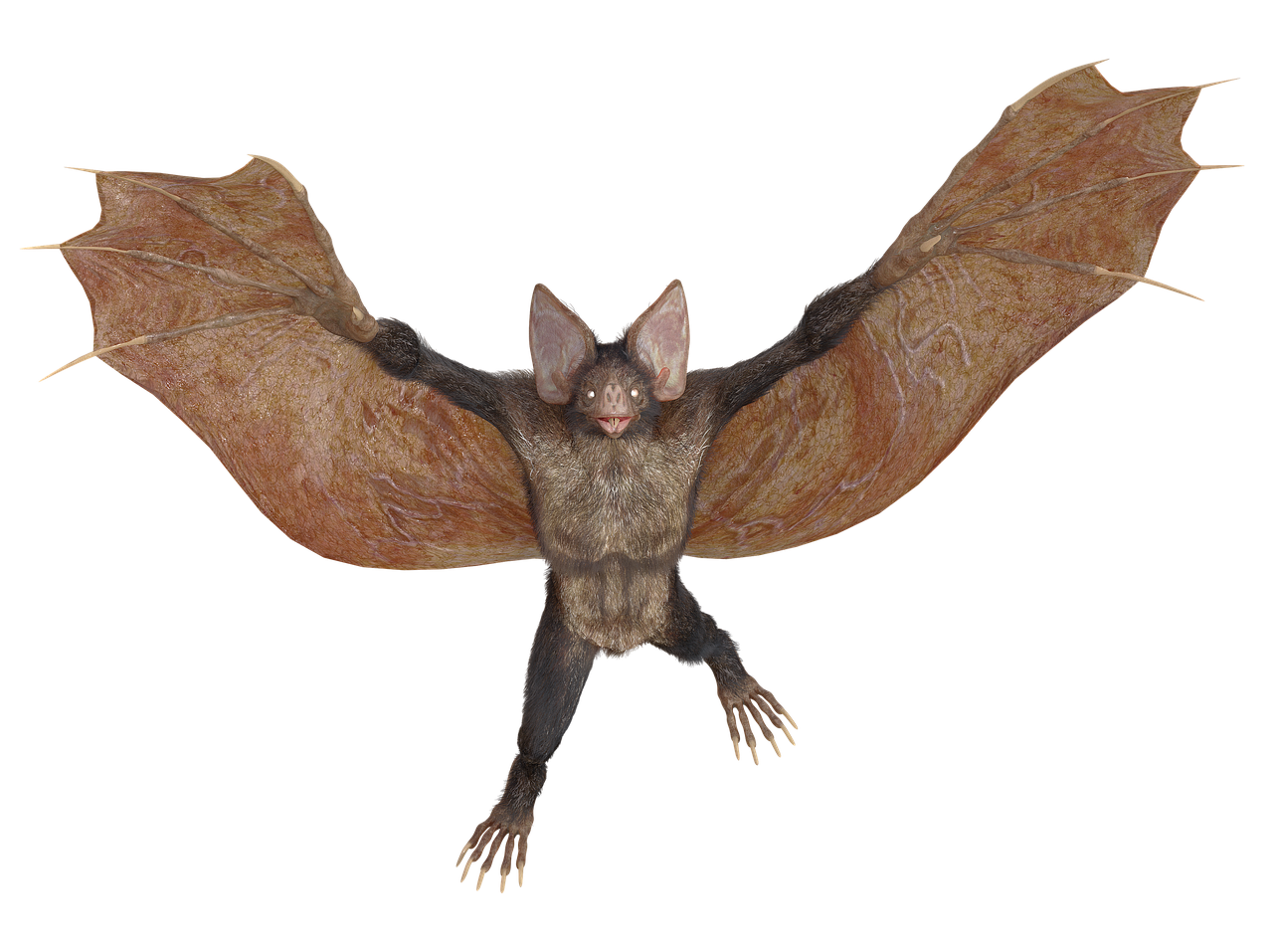 bat, flying dog, mythical creatures, fantasy, fairy tale, mystical, isolated, transparent