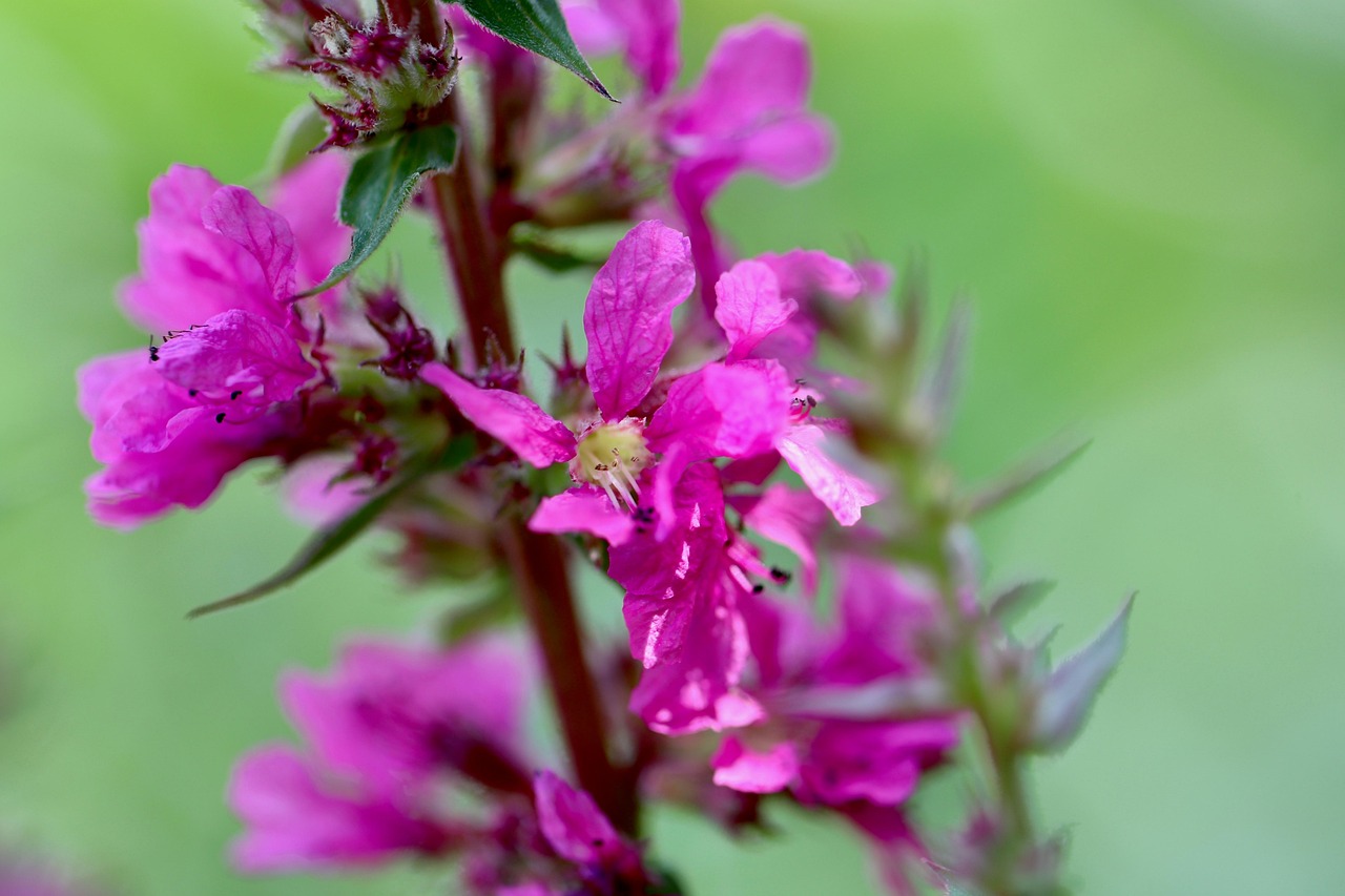 purple loosestrife, lythrum salicaria, pink, flowers, plant, nature, flora, close up