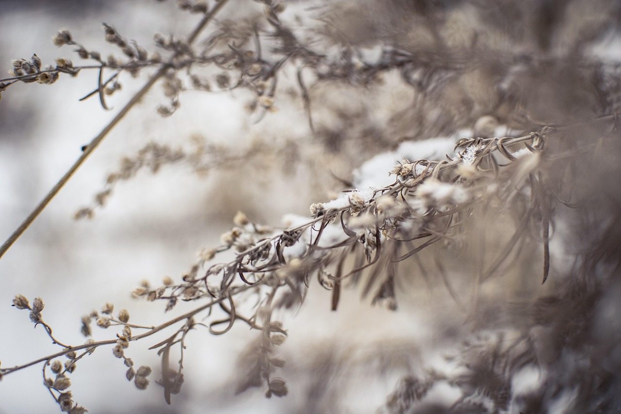 snow, winter, plants, dry, nature, cold, weather, twig, bush, frozen
