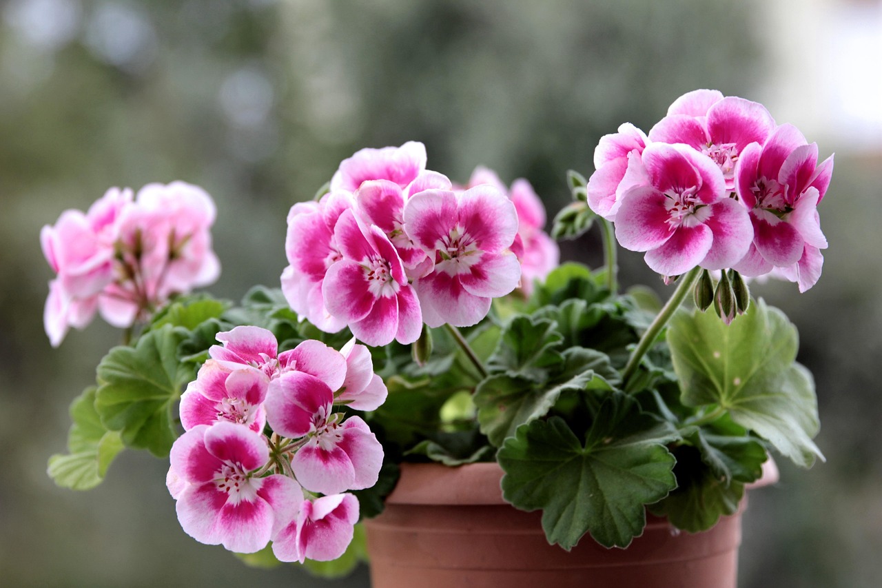 sardinia, geranium, pink, herb, flower, flora, flowers, beautiful, summer, garden, botanical, nature, flower bed, green, bouquet