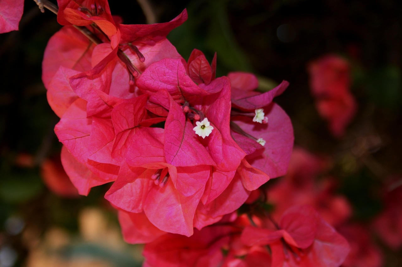 pink, deep, flowers, blooms, paper-like, cluster, hardy, petals, summer