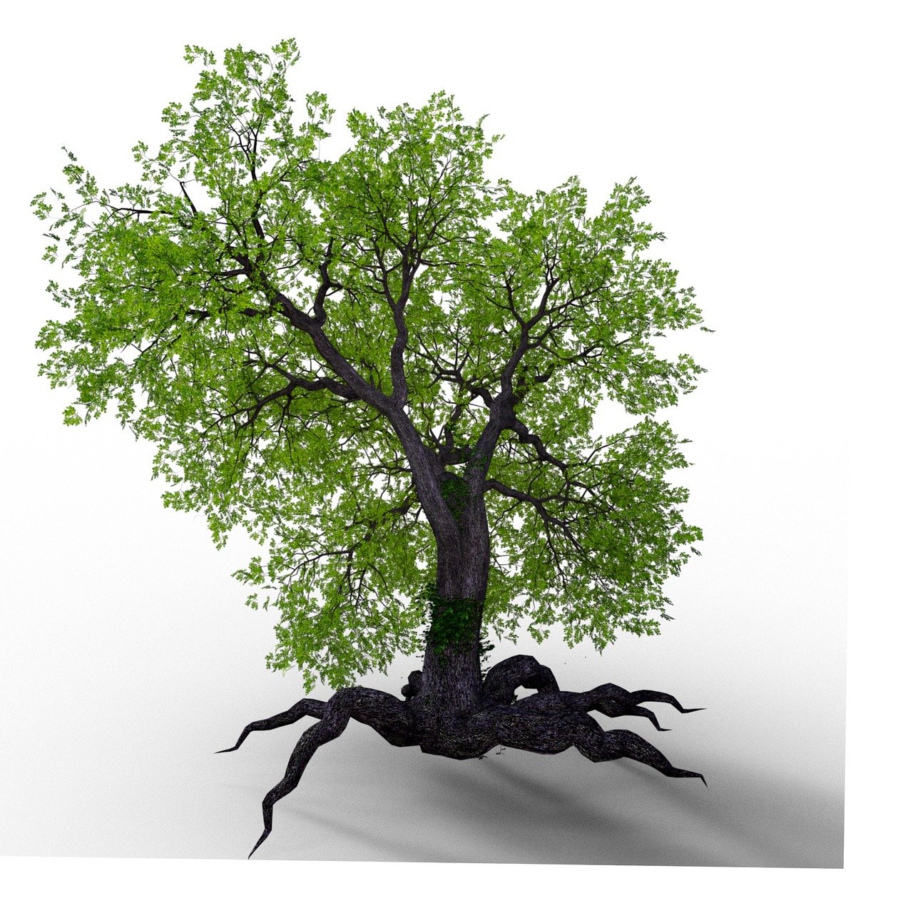 tree, root, leaves, nature, forest, grown together, old, old tree, tribe, tree trunk, beech, stones, green, naturally, rooted, mystical, overgrown, ivy