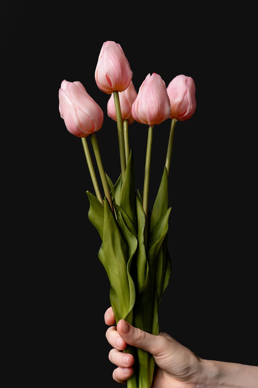 tulips, flowers, nature, beauty, holiday, occasion, special occasion, anniversary, birthday, 18th birthday, celebration, dark background, love, affection, attention, date, kiss, romantic, couple, marriage, plants