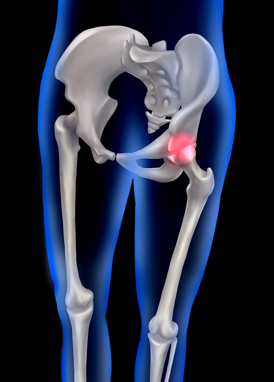 anatomy, pelvic, pelvis, pain, pelvic pain, leg anatomy, bone, lower body