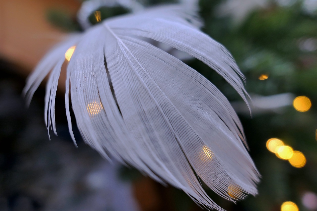 feather, white, down, cozy, duck down, goose down, pillow, duvet