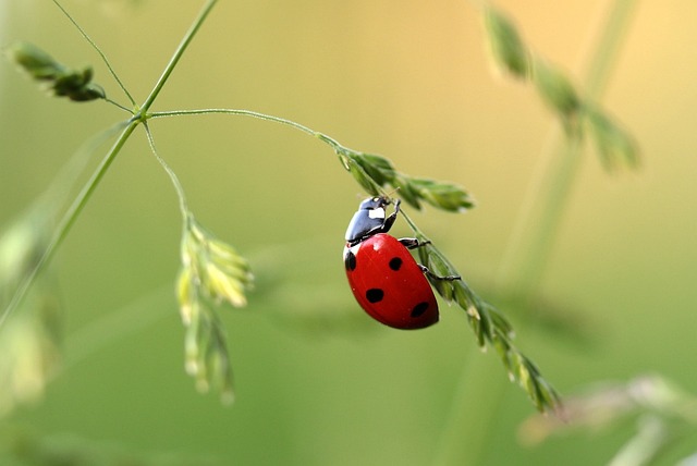 ladybug, beetle, coccinellidae, insect, red beetle, spotted beetle, small, lucky charm, blade of grass, crawl, close up, fauna, nature, ladybug, ladybug, ladybug, ladybug, ladybug, beetle, insect