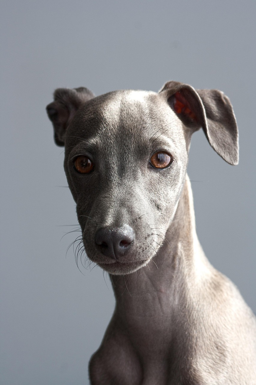 greyhound, dog, puppy, italian greyhound, pet, animal, young dog, domestic dog, canine, purebred, breed, cute, adorable, portrait