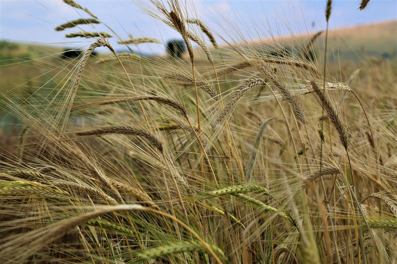 virgo, attachment, agriculture, wheat, grain, rural, harvest