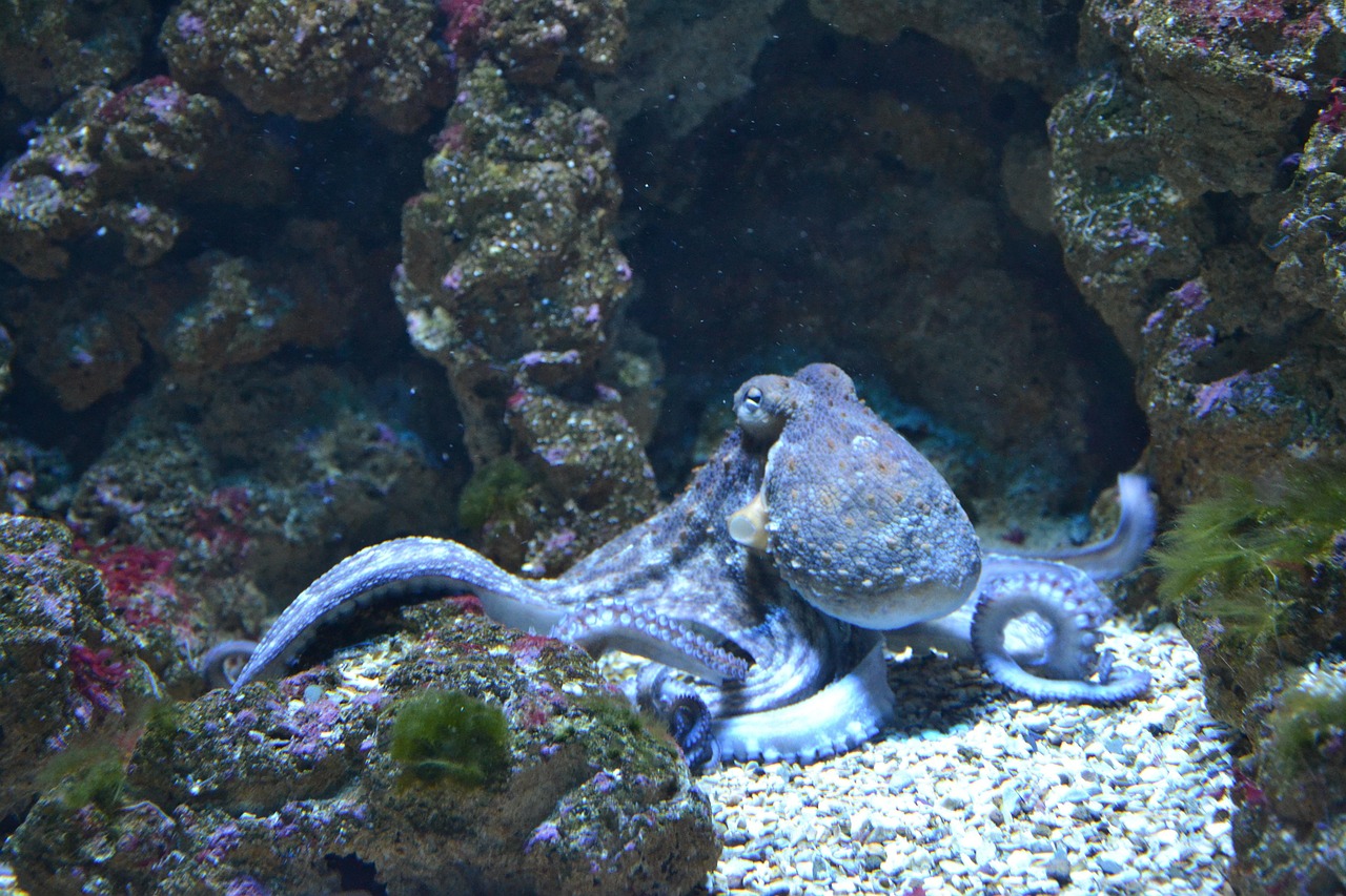 fish, octopus, water, aquarium, aquarium fish, blue, sea, ocean, seaside