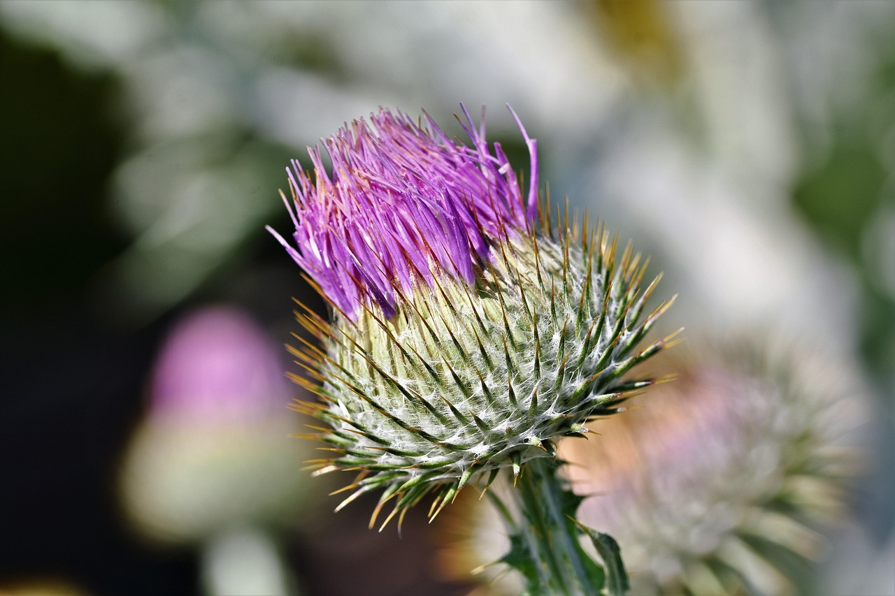 thistle, common donkey thistle, crab thistle, wool thistle, spasmodic thistle, prickly, blossom, bloom, flower, flora, garden, bloom