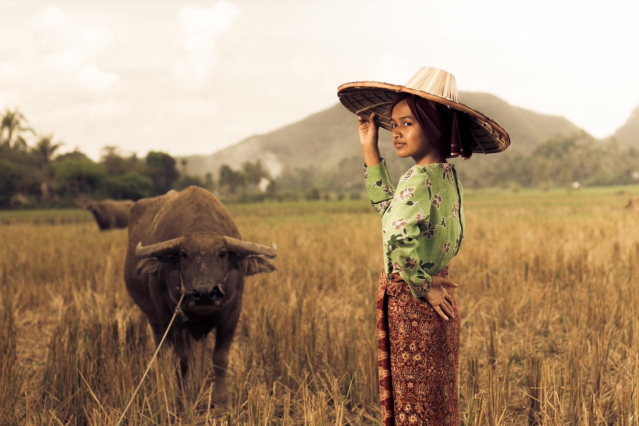 paddy field, girl, west sumatra, indonesia, village girl, farm girl, gadis desa, minangkabau, brown farm, brown village, brown field