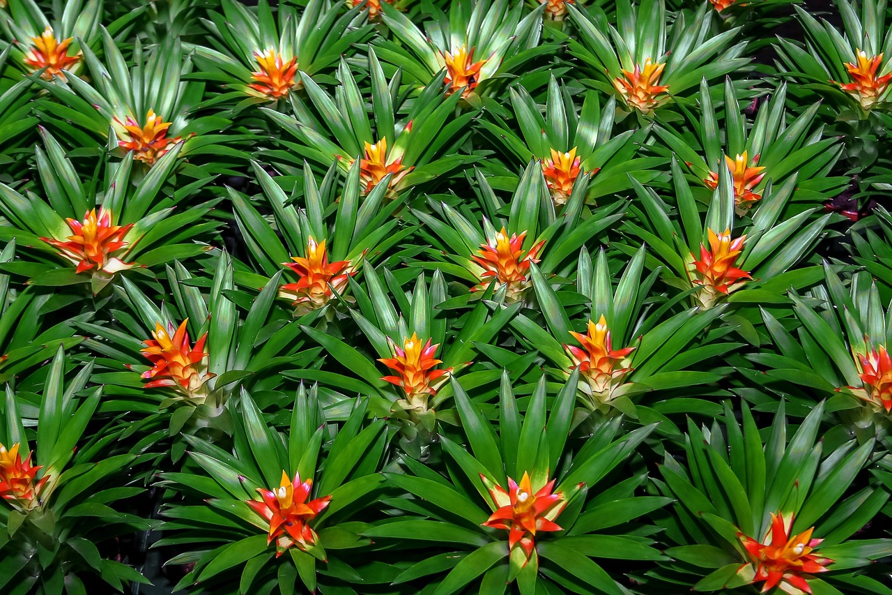 bromeliad, plant, nature, jungle, tropics, flora, flower, tropical, tillandsia, exotic, blossom, bloom, close up, exclusiv