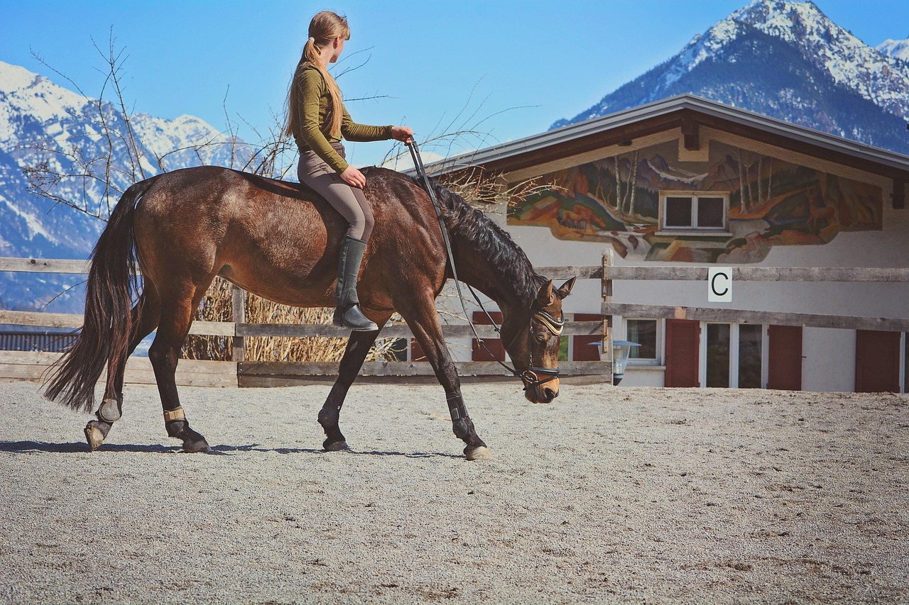 horse, horseback riding, riding lesson, pony, riding pony, saddle horse, brown horse, animal, equine, girl, woman, horsewoman, equestrian, ride, horse riding, riding space
