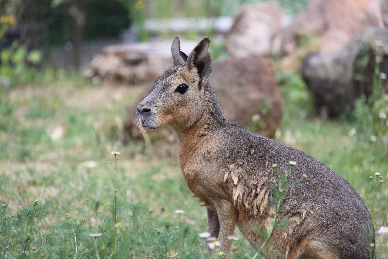 great mara, pampashase, pampas rabbits, rodent species, guinea pig