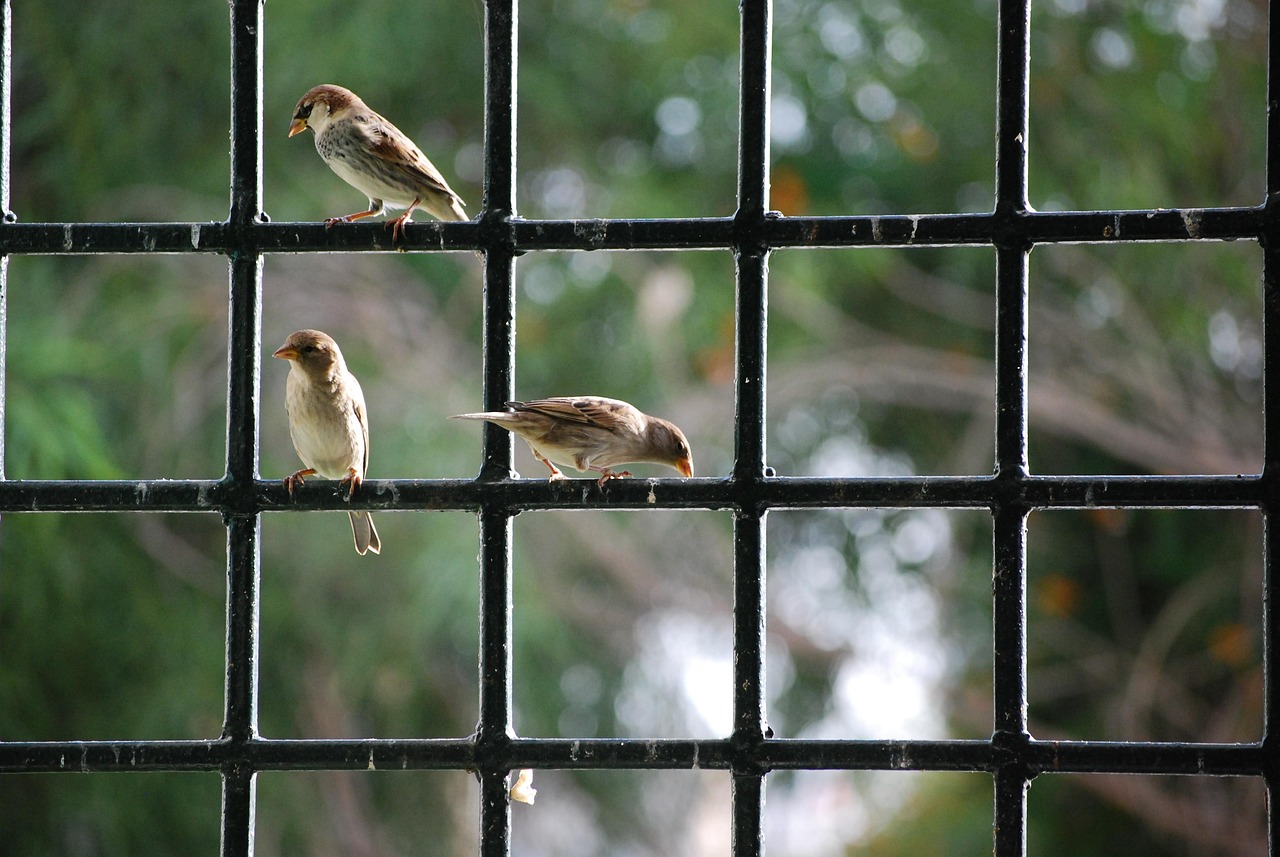 sparrow, window, birds, nature, eat