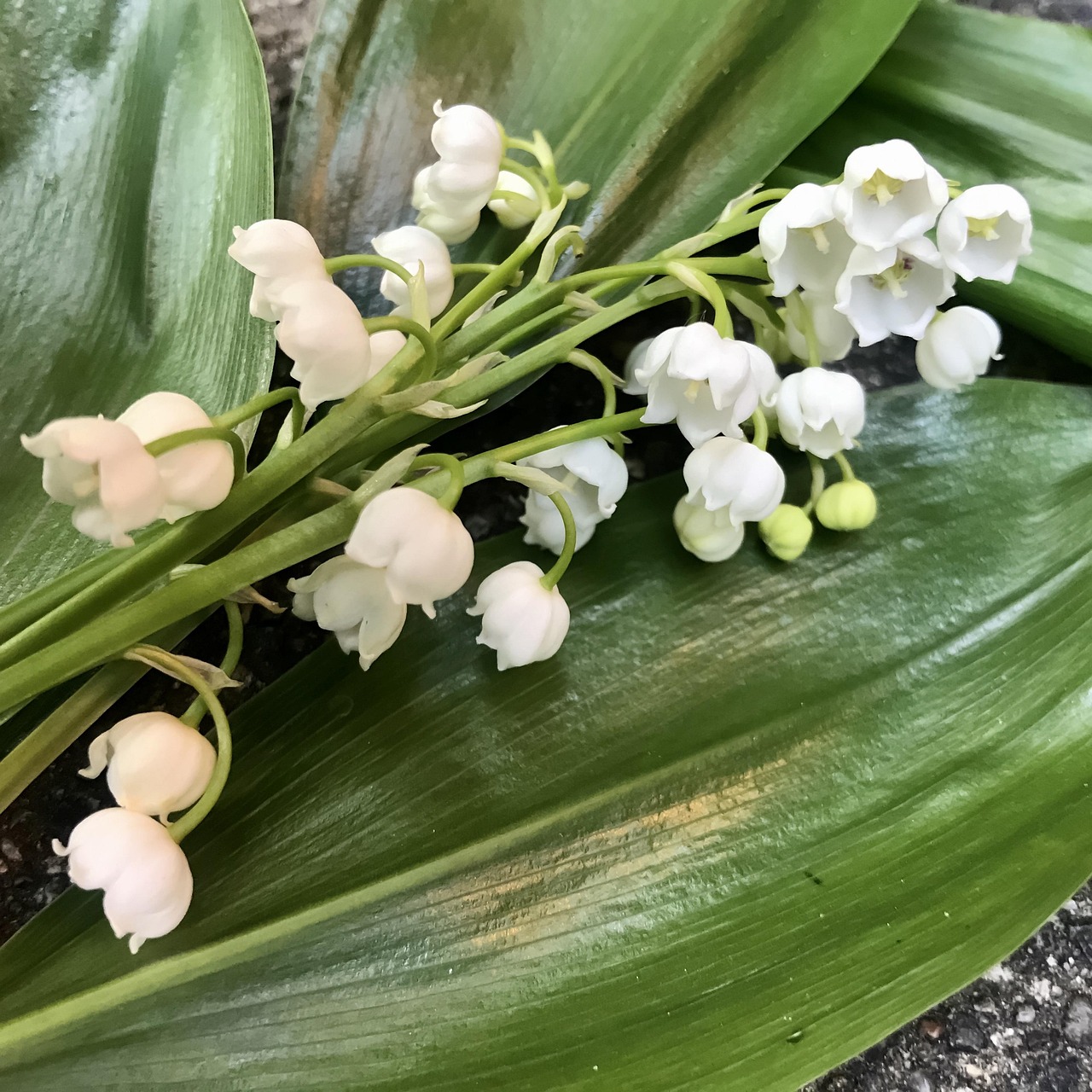 lily of the valley, leaves, convallaria majalis, bells, spring, flower, plant, blossoms, green, may, nature, flora, white, garden, fragrance, poisonous plant, fragrant, perfume, poisonous, ornamental plant, medicinal plant, asparagus, bloom