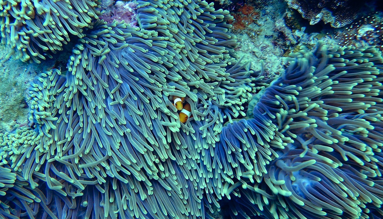 water, corals, underwater, clear water, clown fish, soft coral, reef, coral reef, sea creatures, sea life, ocean life