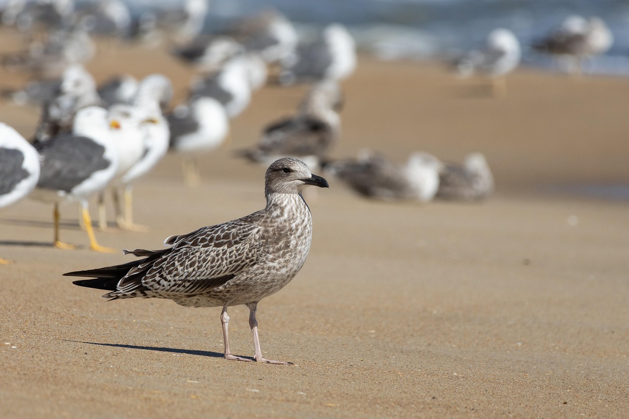 seagull, bird, animal, feathers, plumage, wildlife, nature, group, beach, sand, shore