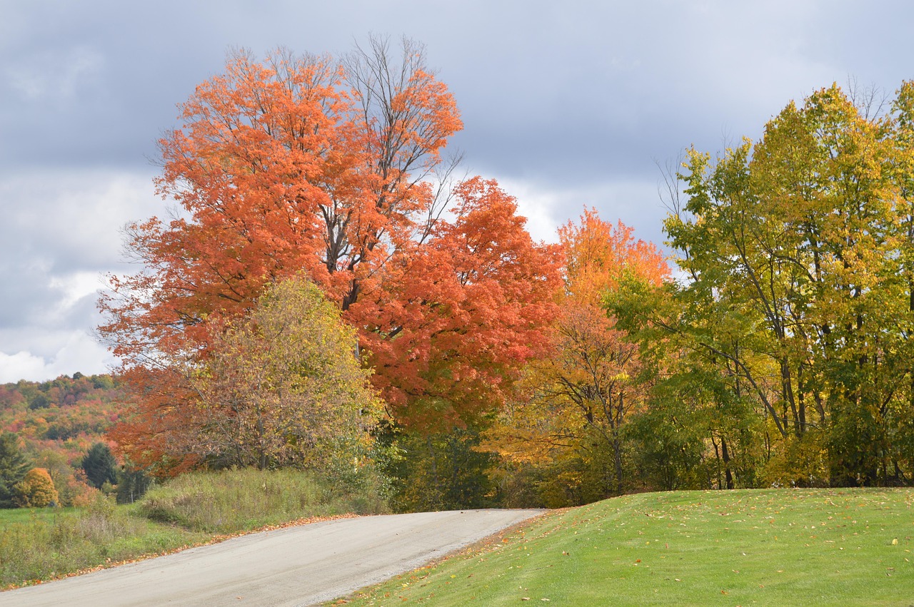 fall, foliage, back road, autumn, nature, season, maple, color, tree
