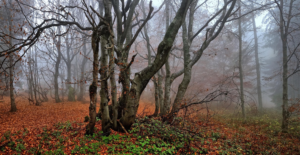 beeches, autumn, leaves, forest, tree, oct, branch, trees, group