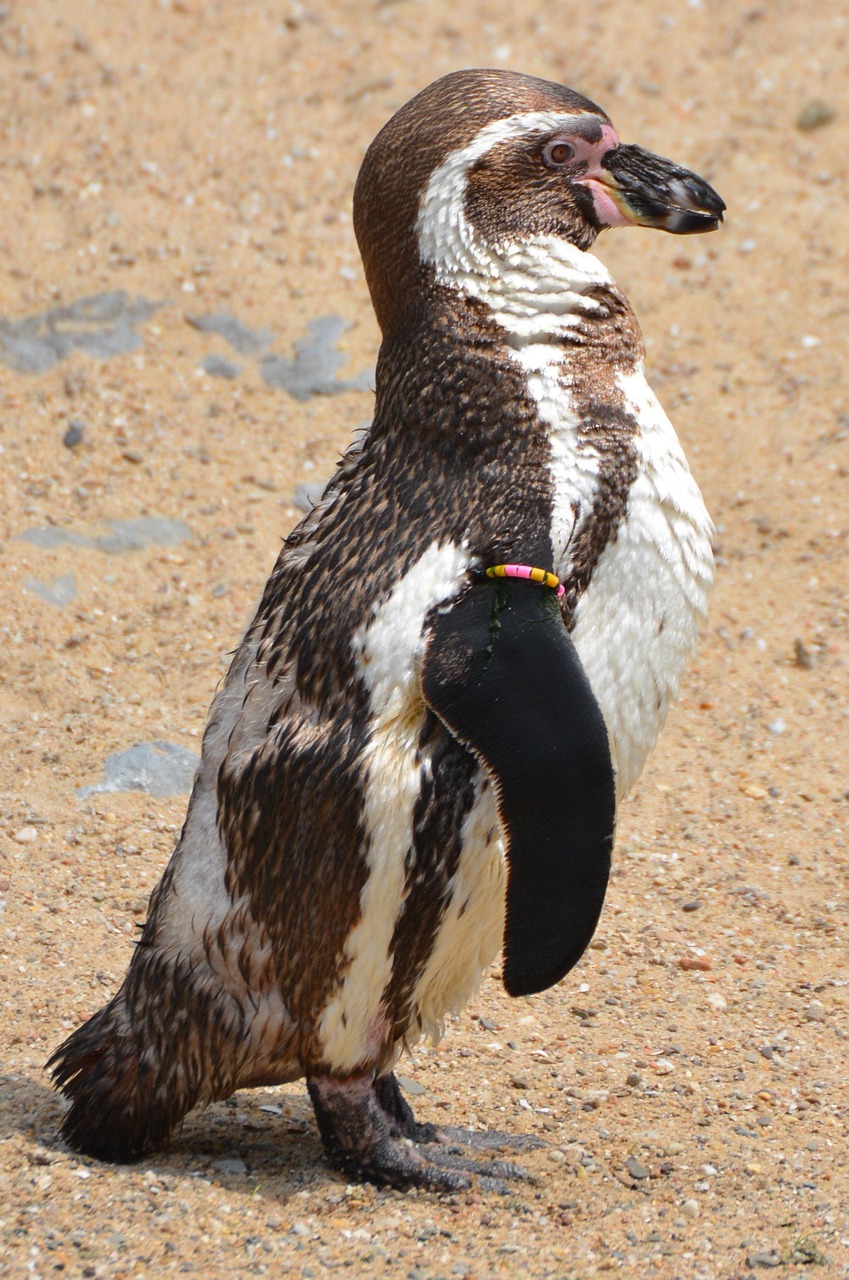 penguin, animal, humboldt penguin, seabird