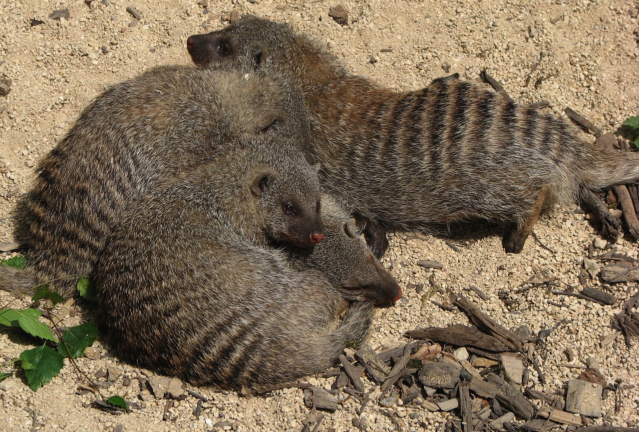 mongoose, banded mongoose, mammal, animal, creature, africa, outdoor, outdoors, wildlife