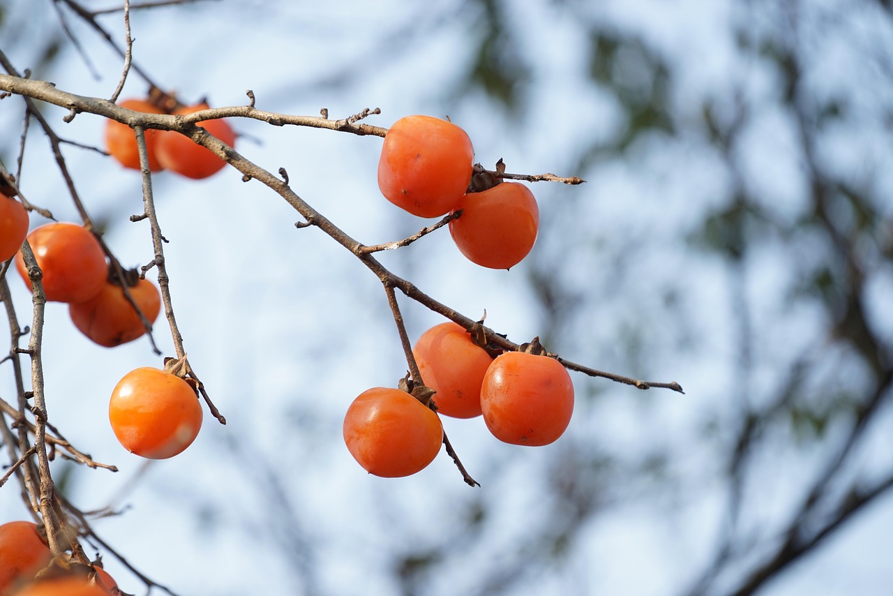 persimmon, persimmon tree