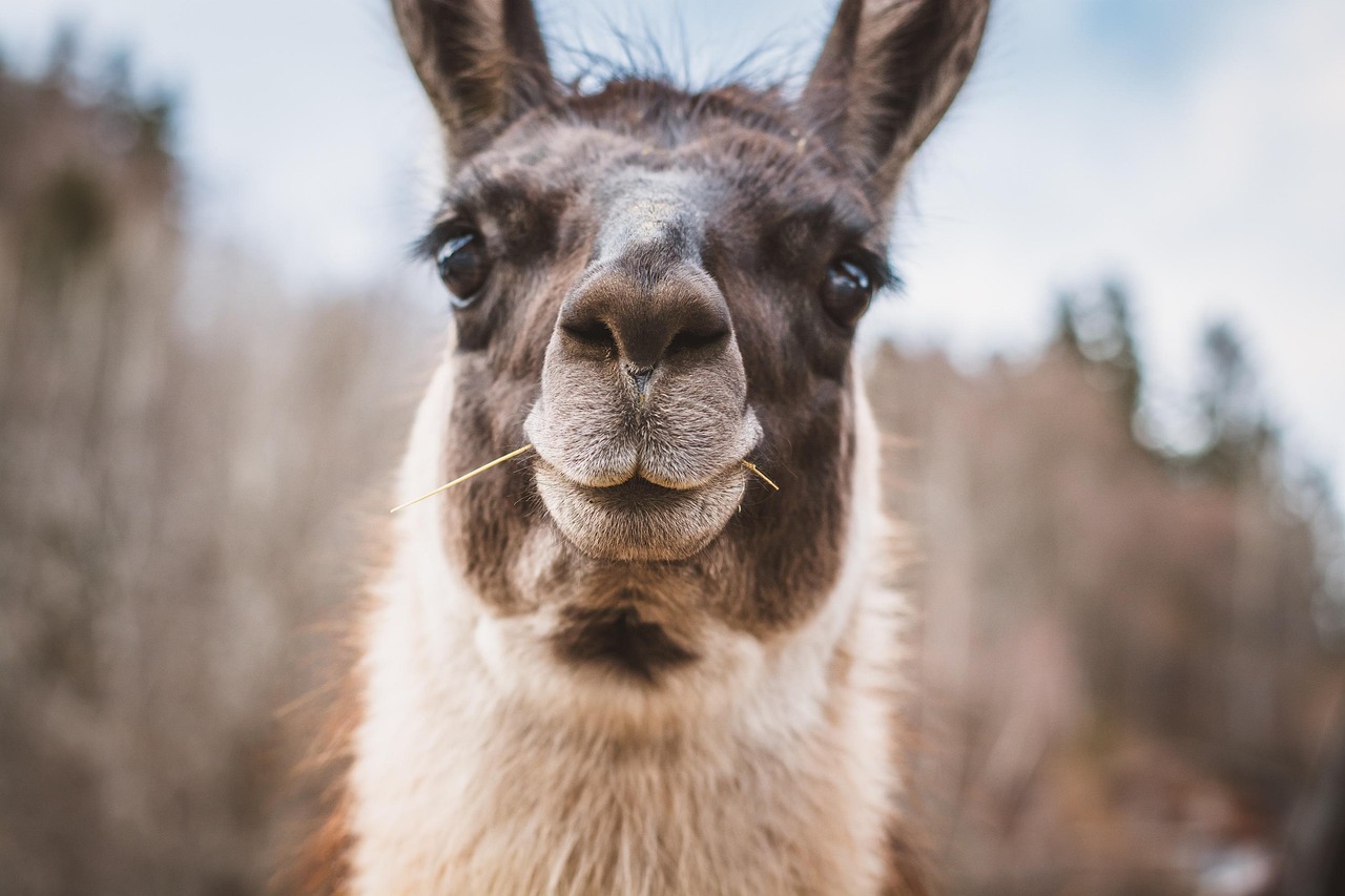 lama, head, curious, nose, mouth, outdoors, animal, furry, close up