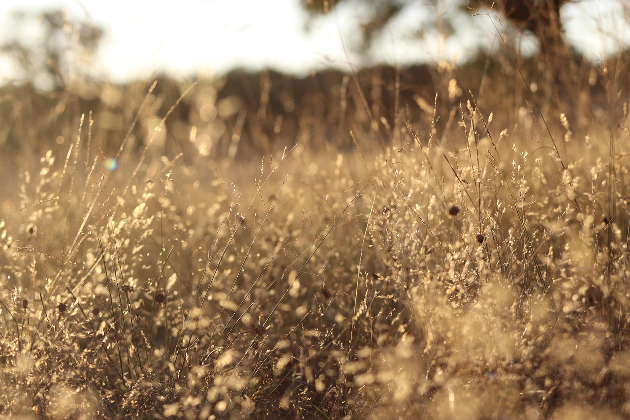 pasture, herb, field, meadow, prairie, soil, forest, landscape, plant, nature, wild, background, foreground, wild life, yellow, macro, summer, straw, dry grass, fire, salamanca, spain, dehesa, oak, ideal, bokeh, blur, depth of field, bello, park, flowers, romantic, dried, fire danger, harvest, flash, nofilters, life in freedom, zoo, farm
